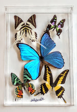 Load image into Gallery viewer, Framed Butterflies-Mounted Butterflies-Preserved Butterflies