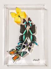 Load image into Gallery viewer, Framed Butterflies-Mounted Butterflies-Preserved Butterflies