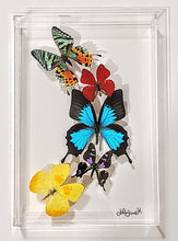 Load image into Gallery viewer, Framed Butterflies-Mounted Butterflies-Preserved Butterflies