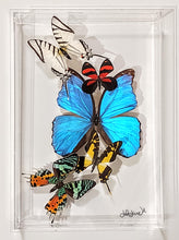 Load image into Gallery viewer, Framed Butterflies-Mounted Butterflies-Preserved Butterflies