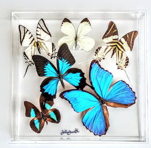 Load image into Gallery viewer, Framed Butterflies-Mounted Butterflies-Preserved Butterflies