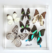Load image into Gallery viewer, Framed Butterflies-Mounted Butterflies-Preserved Butterflies