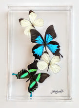 Load image into Gallery viewer, Framed Butterflies-Mounted Butterflies-Preserved Butterflies