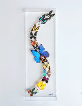 Load image into Gallery viewer, Framed Butterflies-Mounted Butterflies- Preserved Butterflies 10x30