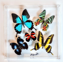 Load image into Gallery viewer, Framed Butterflies-Mounted Butterflies-Preserved Butterflies