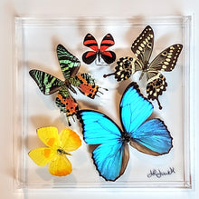 Load image into Gallery viewer, Framed Butterflies-Mounted Butterflies-Preserved Butterflies