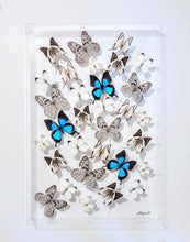 Load image into Gallery viewer, Real framed blue and white real butterflies preserved in acrylic frame