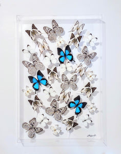 20x30x2.5" butterfly taxidermy, butterfly collection butterfly displays, framed butterfly, butterfly art
