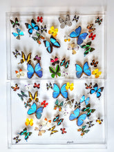 Load image into Gallery viewer, Framed butterflies preserved in acrylic display