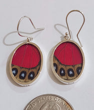 Load image into Gallery viewer, Butterfly earrings, real butterfly wing jewelry, real butterflies in jewelry, butterfly wings in jewelry, butterfly wing jewelry