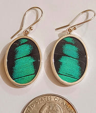 Load image into Gallery viewer, Butterfly earrings, real butterfly wing jewelry, real butterflies in jewelry, butterfly wings in jewelry, butterfly wing jewelry