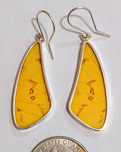 Load image into Gallery viewer, Butterfly earrings, real butterfly wing jewelry, real butterflies in jewelry, butterfly wings in jewelry, butterfly wing jewelry