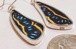 Butterfly earrings,  real butterfly wing jewelry, real butterflies in jewelry, butterfly wings in jewelry, butterfly wing jewelry