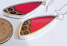 Load image into Gallery viewer, Butterfly earrings, real butterfly wing jewelry, real butterflies in jewelry, butterfly wings in jewelry, butterfly wing jewelry