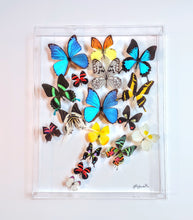 Load image into Gallery viewer, real framed butterflies