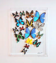 Load image into Gallery viewer, Framed Butterflies-Mounted Butterflies-Preserved Butterflies