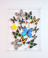 Load image into Gallery viewer, Framed Butterflies-Mounted Butterflies-Preserved Butterflies