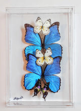 Load image into Gallery viewer, Framed Butterflies-Mounted Butterflies-Preserved Butterflies