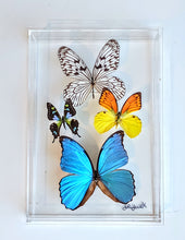 Load image into Gallery viewer, Framed Butterflies-Mounted Butterflies-Preserved Butterflies