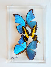 Load image into Gallery viewer, Framed Butterflies-Mounted Butterflies-Preserved Butterflies
