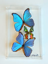 Load image into Gallery viewer, Framed Butterflies-Mounted Butterflies-Preserved Butterflies
