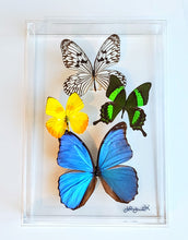 Load image into Gallery viewer, real framed butterflies