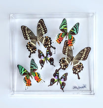 Load image into Gallery viewer, Framed Butterflies-Mounted Butterflies-Preserved Butterflies