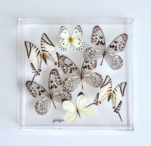 Load image into Gallery viewer, Framed Butterflies-Mounted Butterflies-Preserved Butterflies