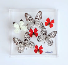 Load image into Gallery viewer, Framed Butterflies-Mounted Butterflies-Preserved Butterflies