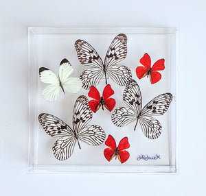 10"x10"x2" Butterfly Display - Ships within 3 business days