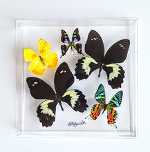 Load image into Gallery viewer, Framed Butterflies-Mounted Butterflies-Preserved Butterflies