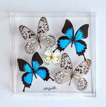 Load image into Gallery viewer, Framed Butterflies-Mounted Butterflies-Preserved Butterflies