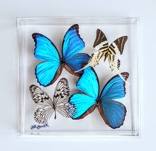 Load image into Gallery viewer, Framed Butterflies-Mounted Butterflies-Preserved Butterflies