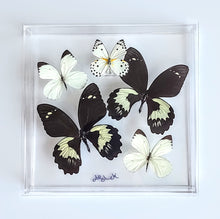 Load image into Gallery viewer, 10&quot;x10&quot;x2&quot; Butterfly Display - Ships within 3 business days
