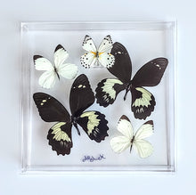 Load image into Gallery viewer, Framed Butterflies-Mounted Butterflies-Preserved Butterflies