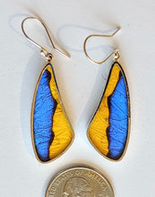 Load image into Gallery viewer, Butterfly earrings, real butterfly wing jewelry, real butterflies in jewelry, butterfly wings in jewelry, butterfly wing jewelry