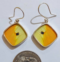 Load image into Gallery viewer, Butterfly earrings, real butterfly wing jewelry, real butterflies in jewelry, butterfly wings in jewelry, butterfly wing jewelry