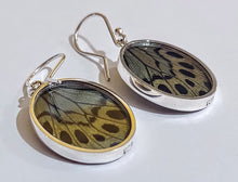Load image into Gallery viewer, Butterfly earrings, real butterfly wing jewelry, real butterflies in jewelry, butterfly wings in jewelry, butterfly wing jewelry