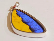 Load image into Gallery viewer, Butterfly wing jewelry, real butterfly, butterfly wing pendant, butterfly wing earrings real butterfly gifts, jewelry with butterfly wings