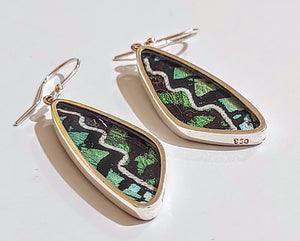 Butterfly earrings,  real butterfly wing jewelry, real butterflies in jewelry, butterfly wings in jewelry, butterfly wing jewelry