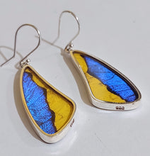 Load image into Gallery viewer, Butterfly earrings, real butterfly wing jewelry, real butterflies in jewelry, butterfly wings in jewelry, butterfly wing jewelry