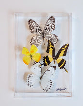 Load image into Gallery viewer, Framed Butterflies-Mounted Butterflies-Preserved Butterflies