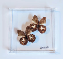 Load image into Gallery viewer, Framed Butterflies-Mounted Butterflies-Preserved Butterflies