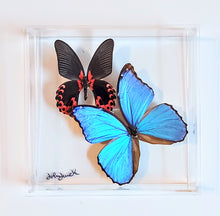 Load image into Gallery viewer, Framed Butterflies-Mounted Butterflies-Preserved Butterflies