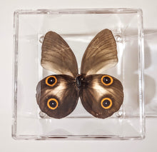 Load image into Gallery viewer, Framed Butterflies-Mounted Butterflies-Preserved Butterflies