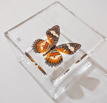 Load image into Gallery viewer, Framed Butterflies-Mounted Butterflies-Preserved Butterflies
