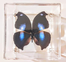 Load image into Gallery viewer, Framed Butterflies-Mounted Butterflies-Preserved Butterflies