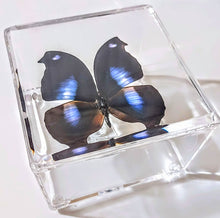 Load image into Gallery viewer, Framed Butterflies-Mounted Butterflies-Preserved Butterflies