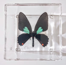 Load image into Gallery viewer, Framed Butterflies-Mounted Butterflies-Preserved Butterflies