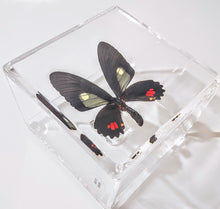 Load image into Gallery viewer, Framed Butterflies-Mounted Butterflies-Preserved Butterflies